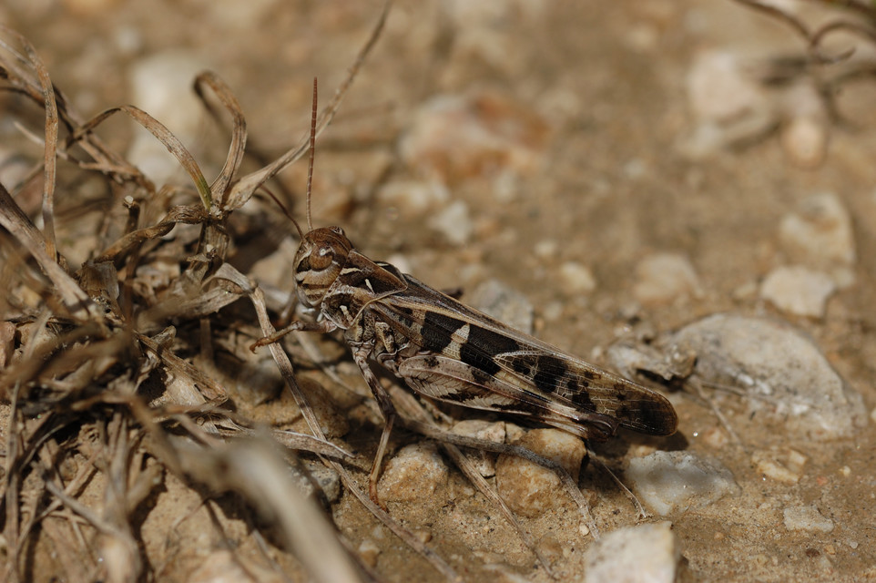 Oedaleus decorus - szalagos sáska