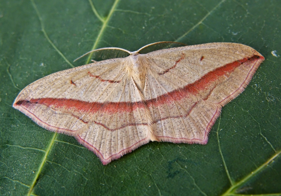 Timandra comae - piroscsíkos csipkésaraszoló