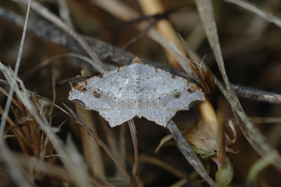 Macaria alternata - közönséges szürkearaszoló
