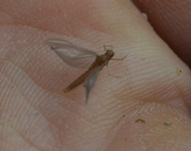 Ephemeroptera - Kérészek