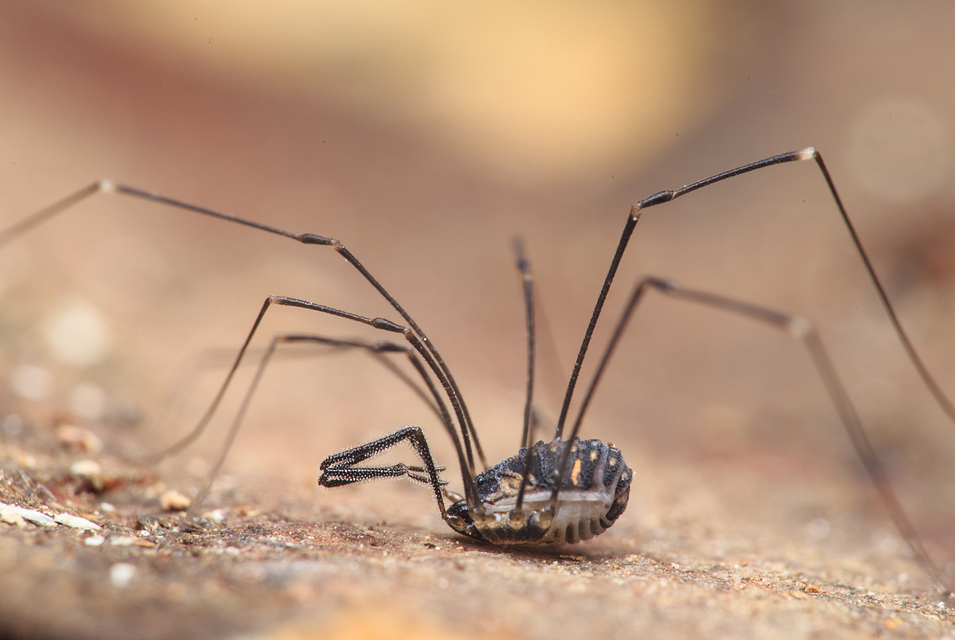 Mitostoma chrysomelas