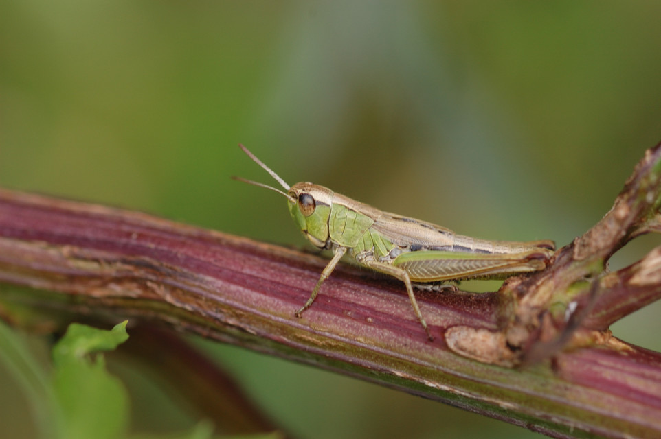 Pseudochorthippus parallelus - közönséges rétisáska