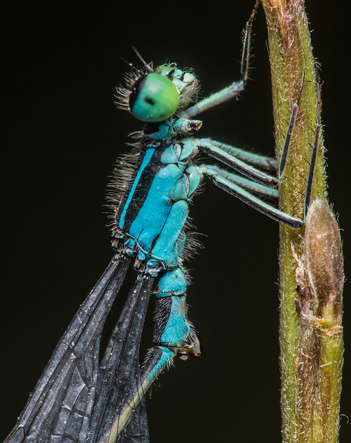 Ischnura elegans