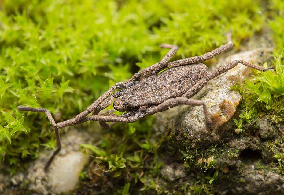 Trogulus nepaeformis