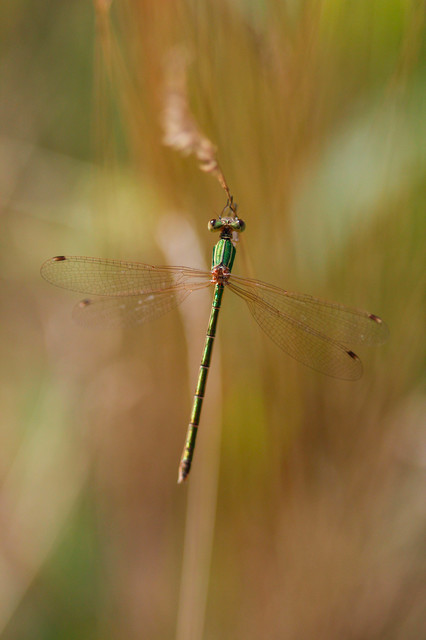 Lestes barbarus - foltosszárnyjegyű rablószitakötő