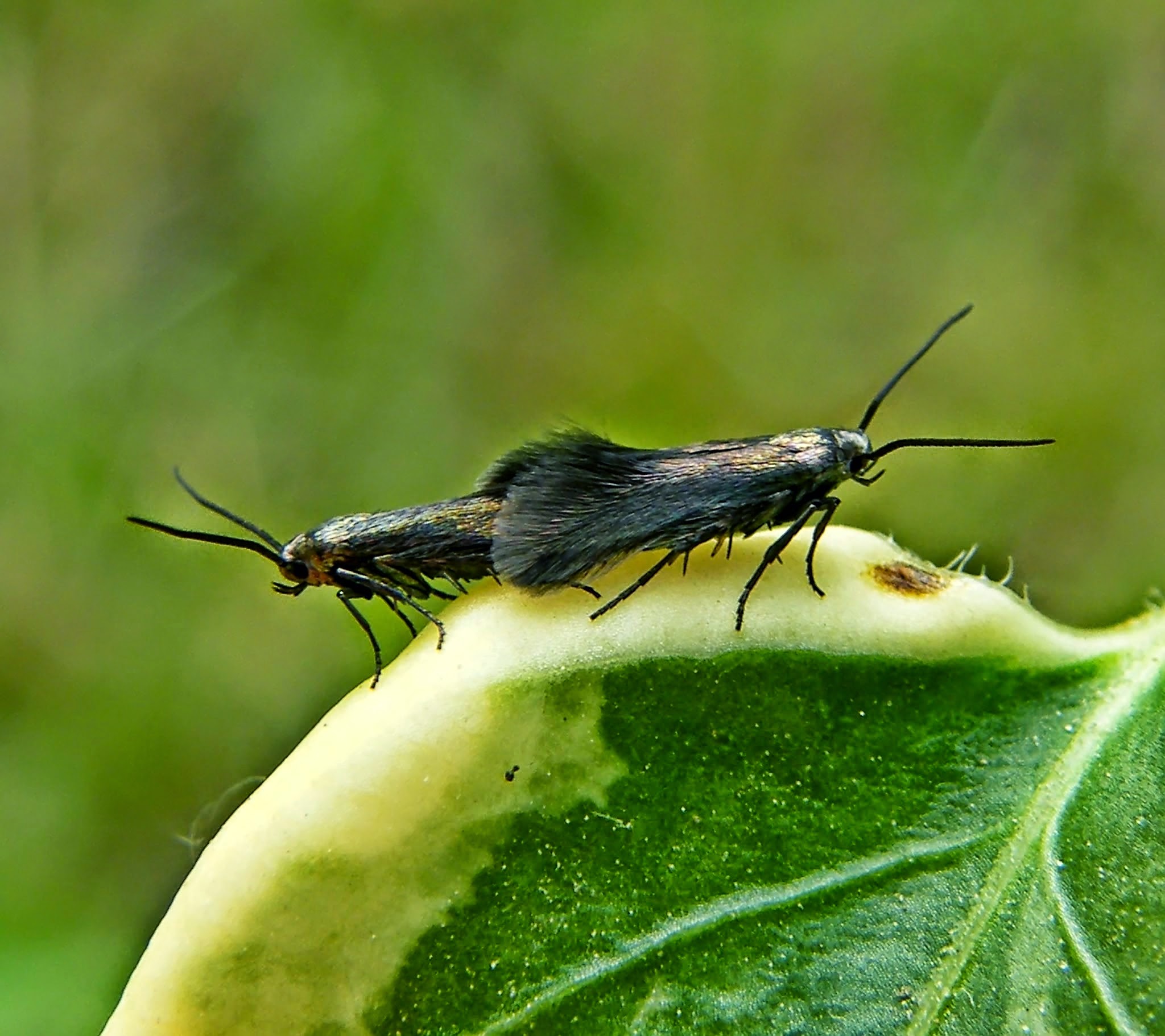 Augasma aeratella - gubacshúzómoly