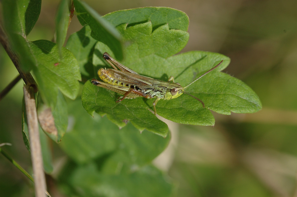 Pseudochorthippus parallelus - közönséges rétisáska