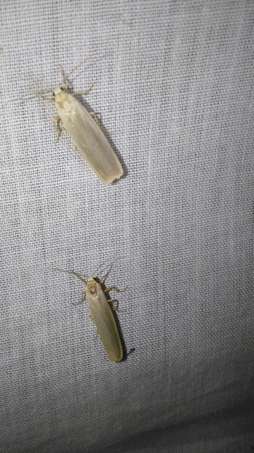 Eilema