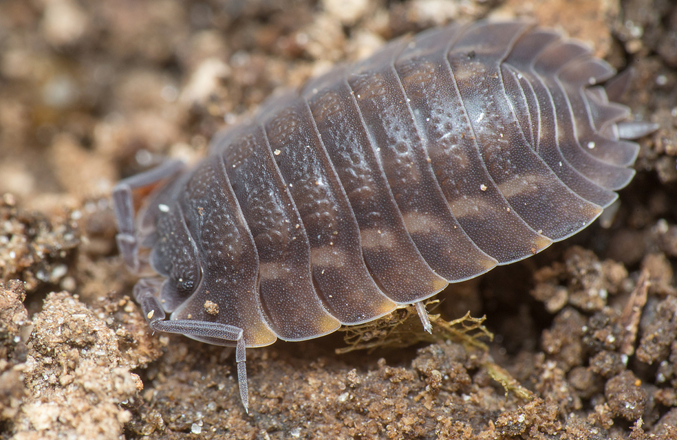 Trachelipus ratzeburgii - lebenyes ászka