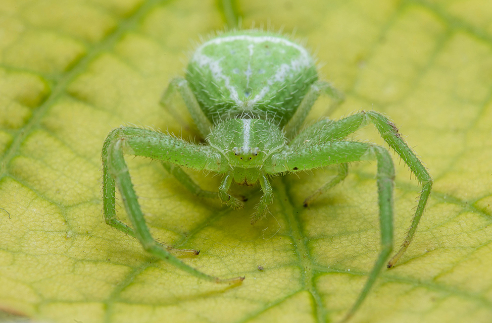 Heriaeus