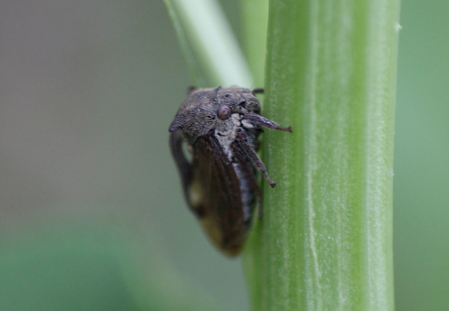 Centrotus cornutus - szarvaskabóca Centrotus cornutus - szarvaskabóca