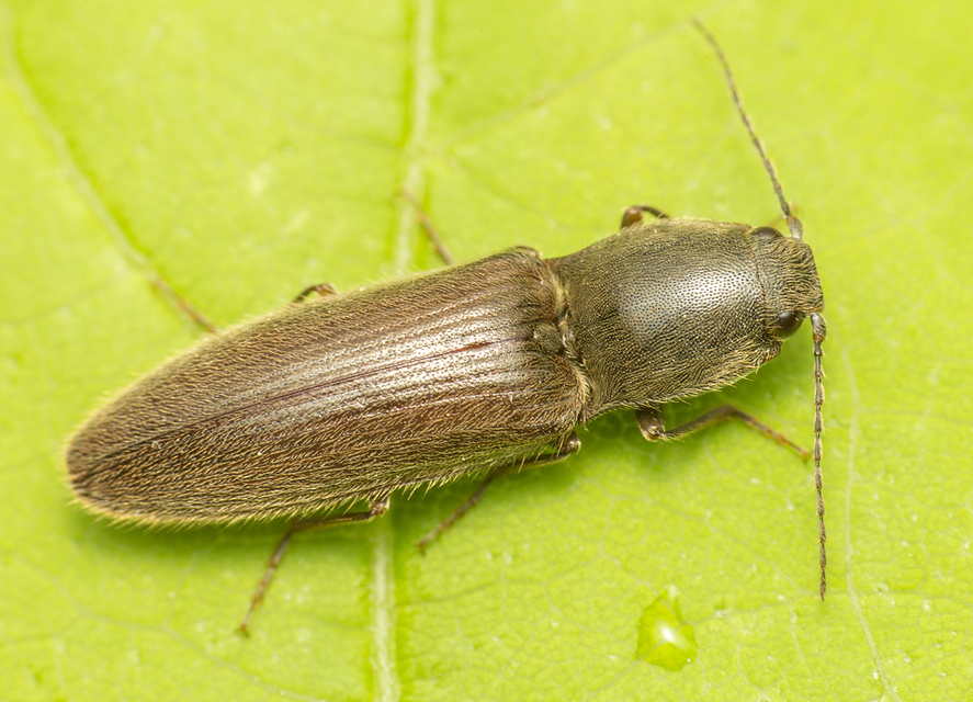 Athous haemorrhoidalis - szurkos pattanó