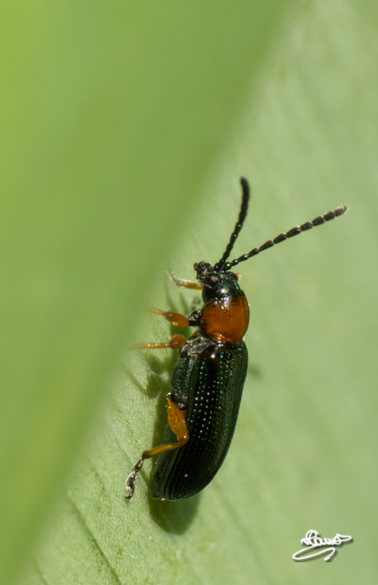 Oulema melanopus/duftschmidi