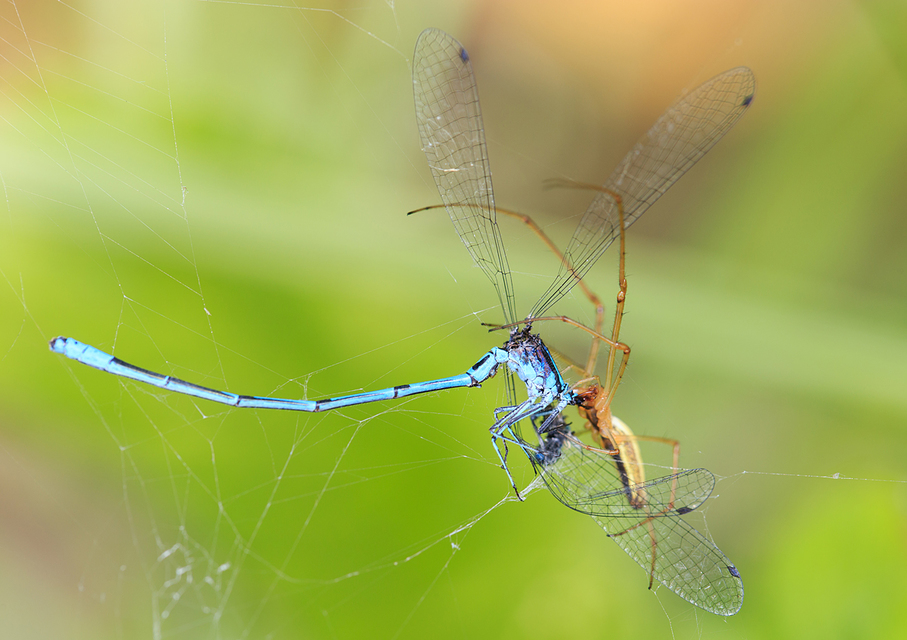 Tetragnatha