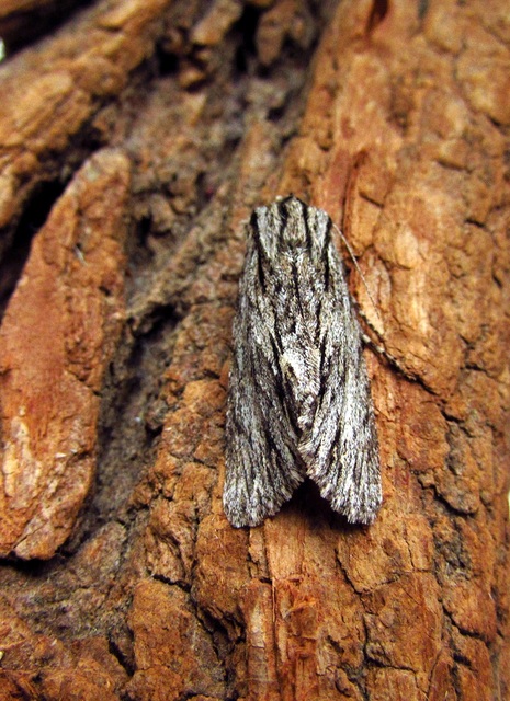 Asteroscopus sphinx - csillagnéző bundásbagoly