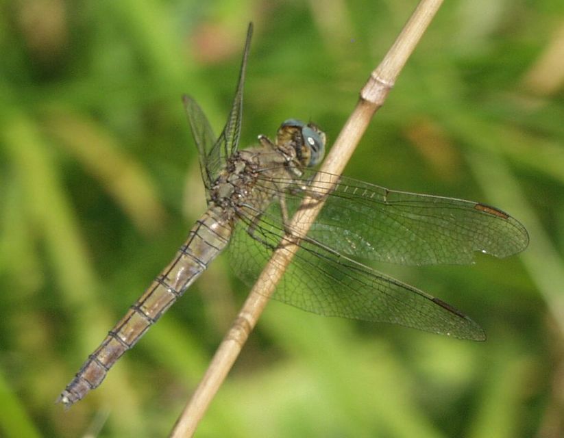 Orthetrum coerulescens - karcsú pásztorszitakötő