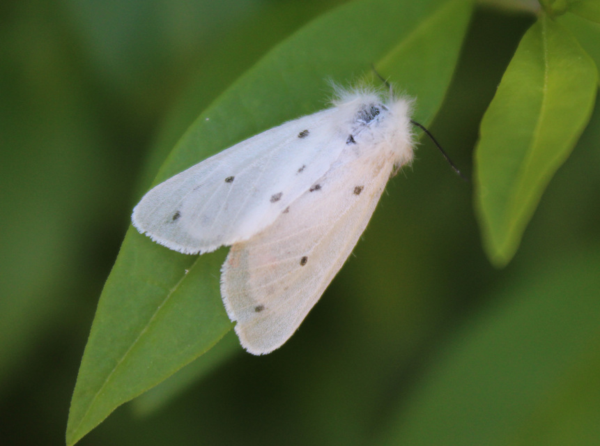 Diaphora mendica - felemás medvelepke