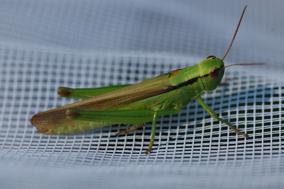 Mecostethus parapleurus - hagymazöld sáska