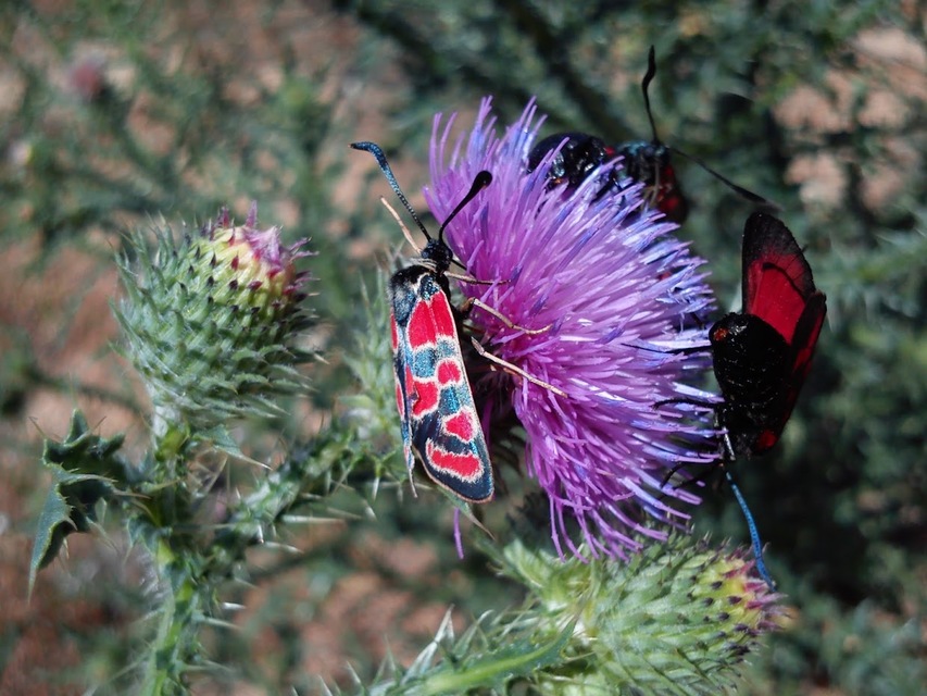 Zygaena carniolica - fehérgyűrűs csüngőlepke