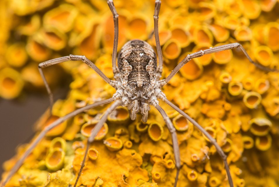 Mitopus morio