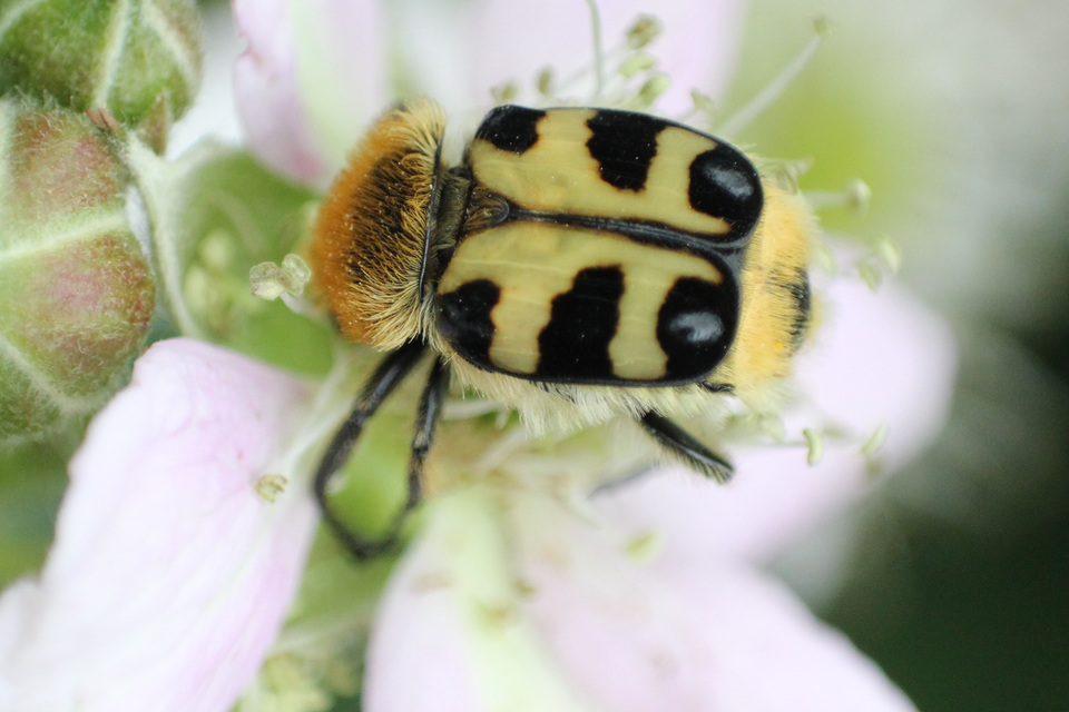 Trichius sexualis - keleti prémesbogár
