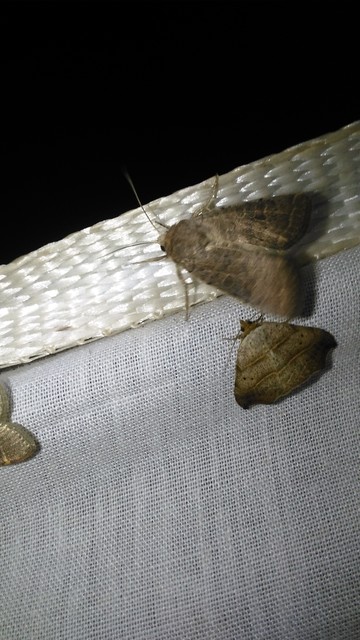 Laspeyria flexula - zuzmóbagoly