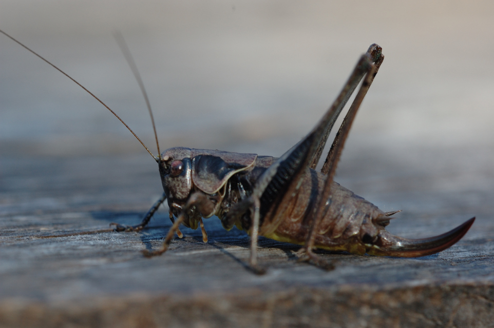 Pholidoptera griseoaptera - szürke avarszöcske