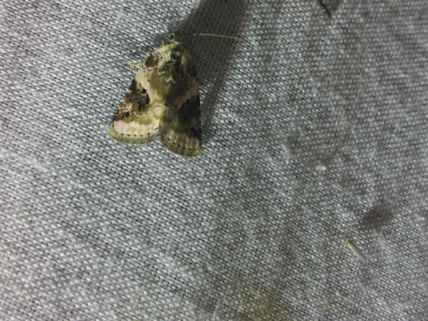 Pseudeustrotia candidula - fehéres apróbagoly