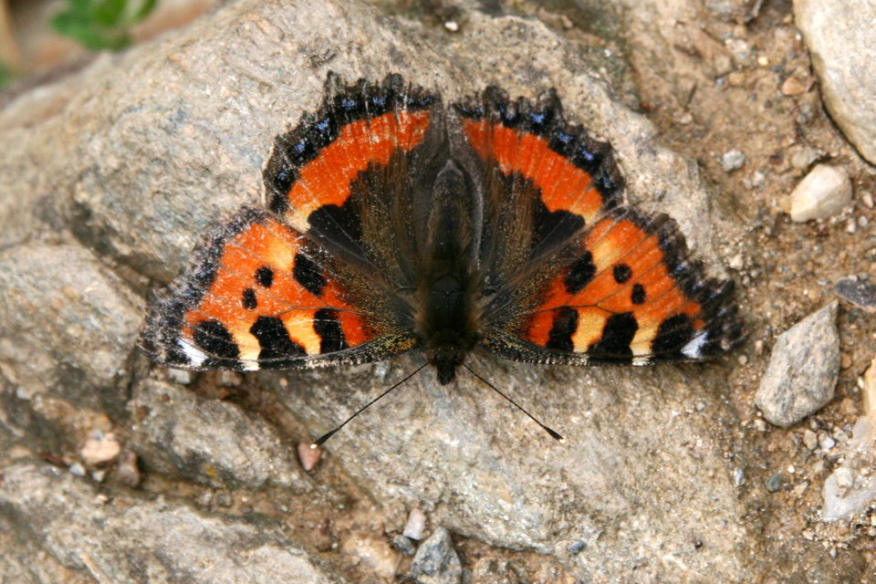 Nymphalis urticae - kis rókalepke