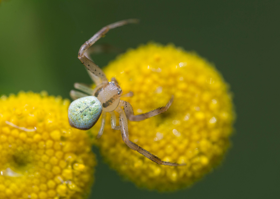 Ebrechtella tricuspidata - alakoskodó karolópók