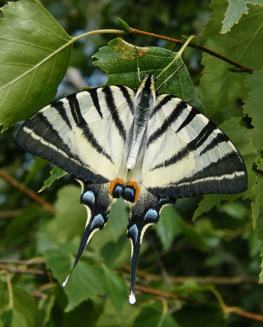 Iphiclides podalirius - kardoslepke
