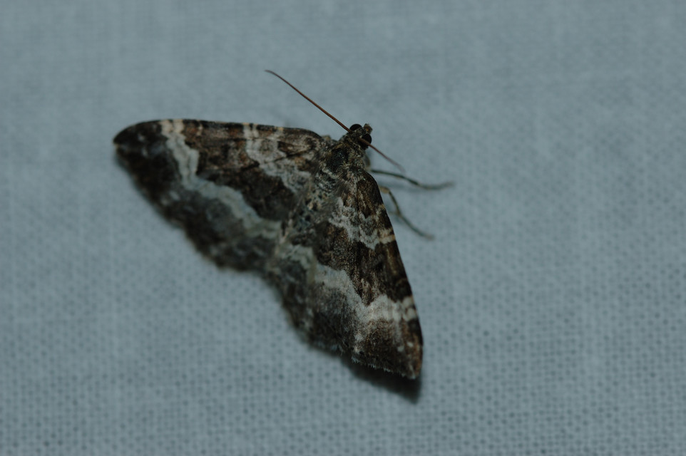 Epirrhoe alternata - galaj-tarkaaraszoló