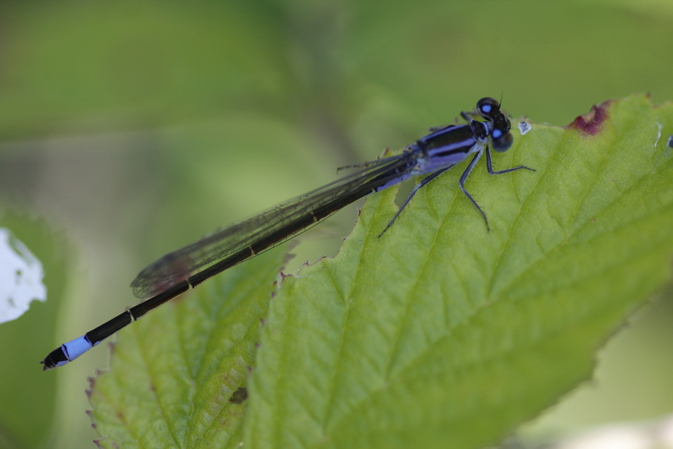 Ischnura elegans