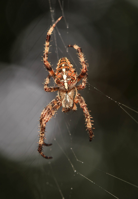 Araneus diadematus - koronás keresztespók