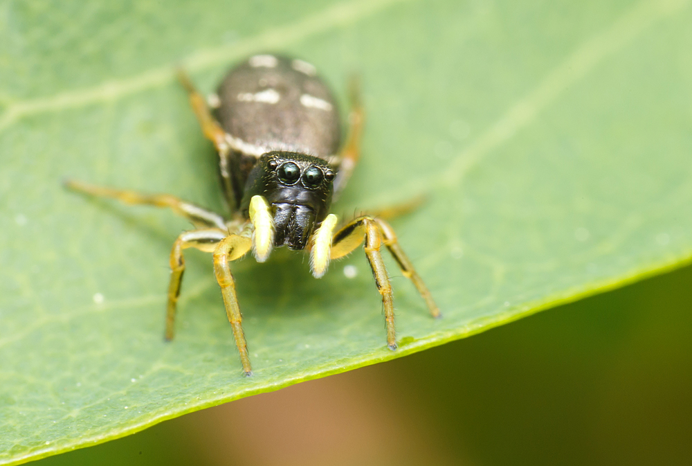Heliophanus cupreus - rezes ugrópók