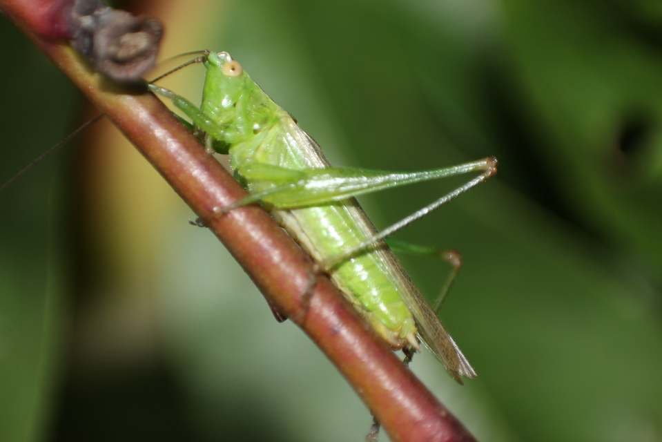 Conocephalus fuscus - kis kúpfejűszöcske