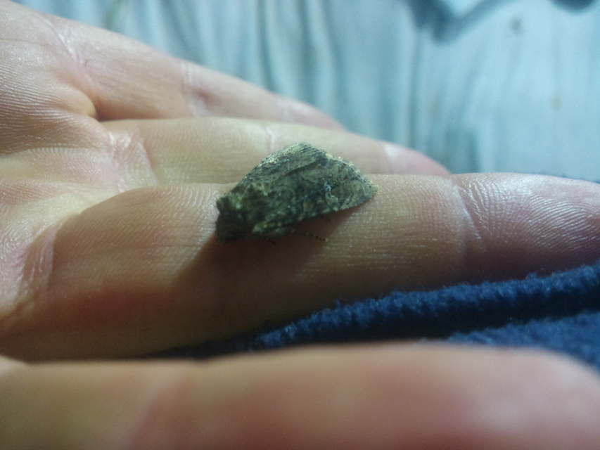 Mesapamea secalella/secalis