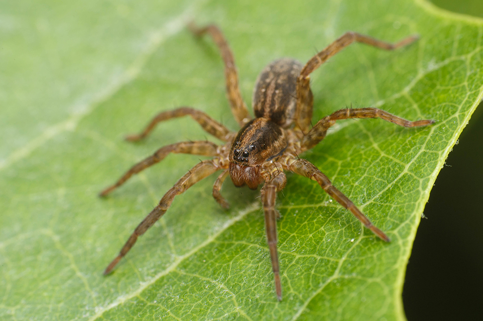 Trochosa