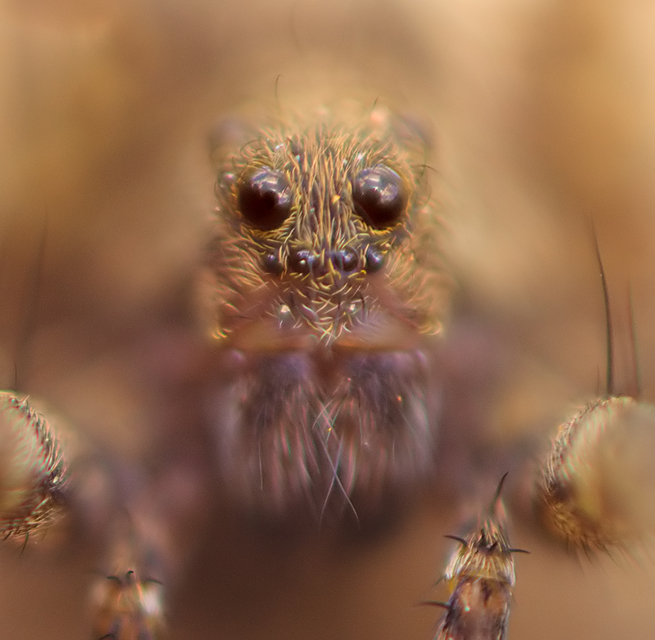 Pardosa