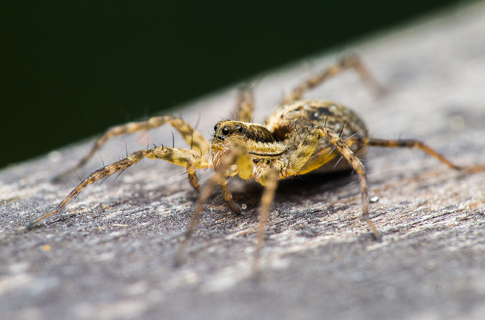 Pardosa