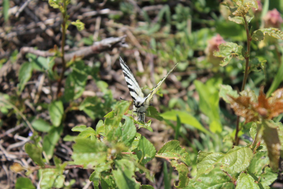 Iphiclides podalirius - kardoslepke