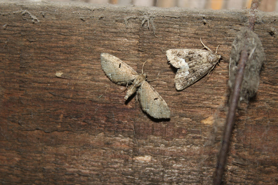 Eupithecia assimilata - komló-törpearaszoló
