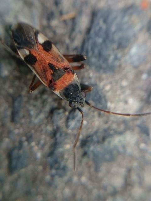 Beosus quadripunctatus - pettyes homokibodobács