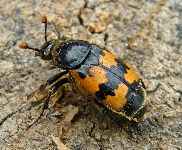 Nicrophorus vespillo - közönséges temetőbogár