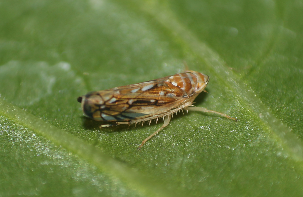 Scaphoideus titanus Scaphoideus titanus