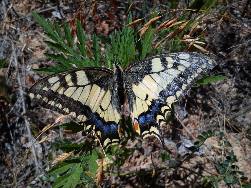 Papilio machaon - fecskefarkú lepke