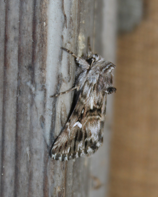 Calophasia lunula - gyújtoványfű-apróbagoly