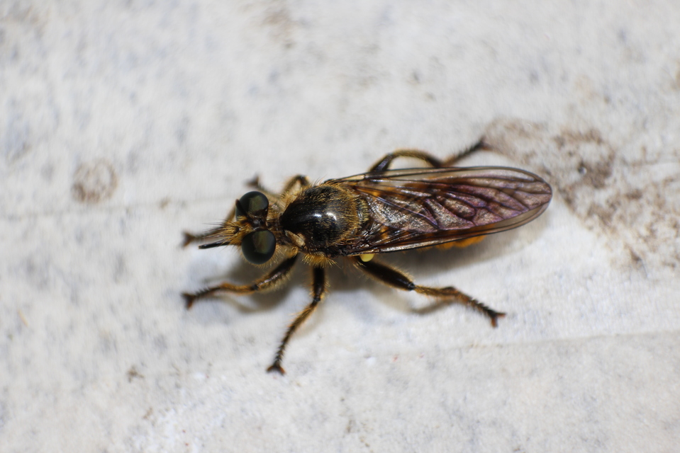 Choerades fimbriata/fulva