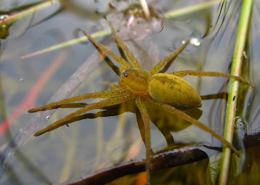 Dolomedes plantarius - parti vidrapók