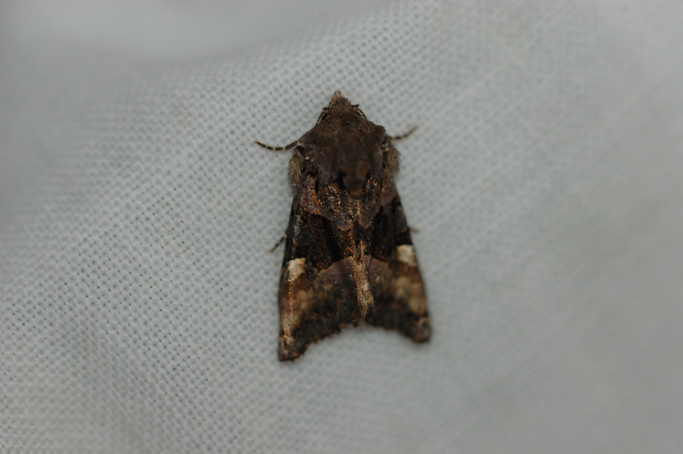 Euplexia lucipara - szeder-csipkésbagoly